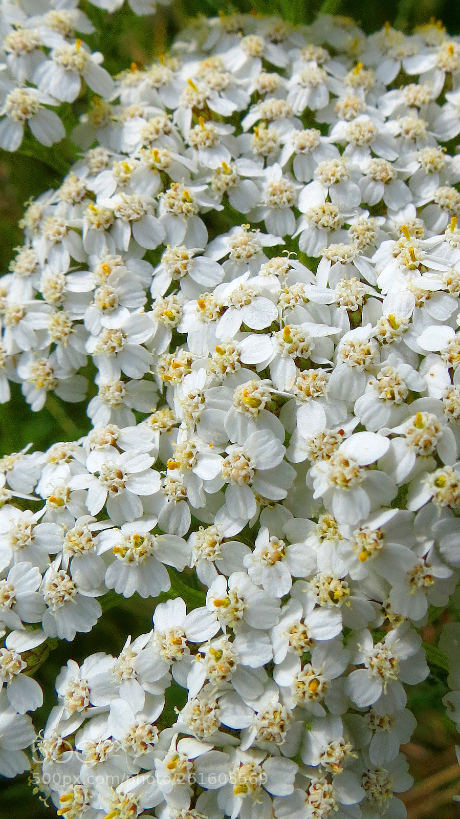 Canon PowerShot SX40 HS sample photo. Achillea millefolium photography