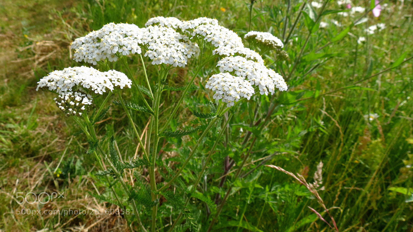 Canon PowerShot SX40 HS sample photo. Achillea millefolium photography