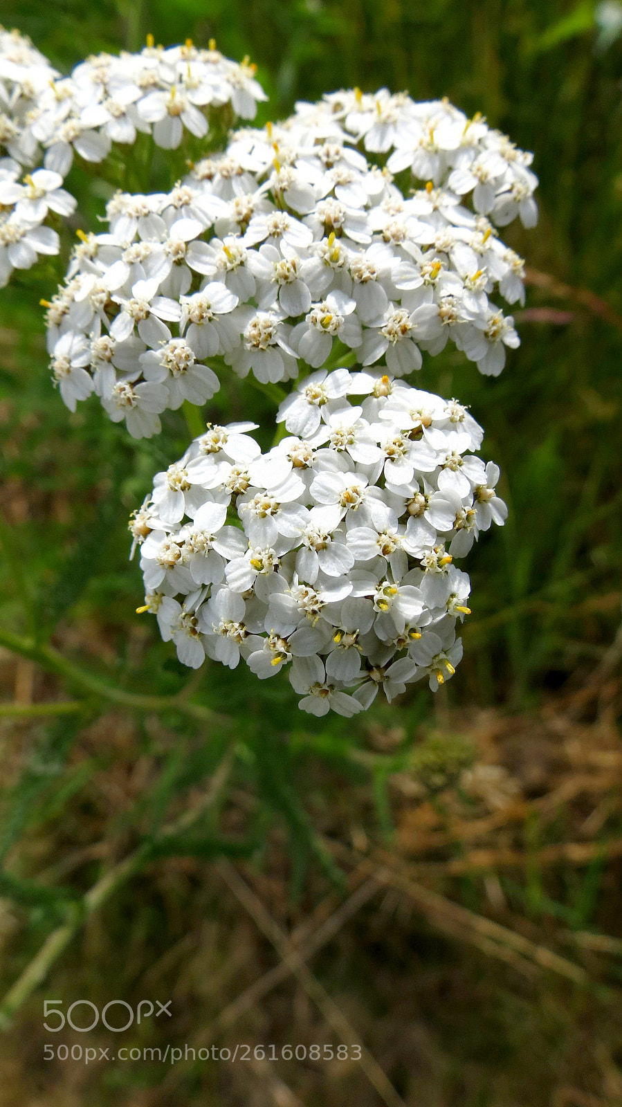 Canon PowerShot SX40 HS sample photo. Achillea millefolium photography