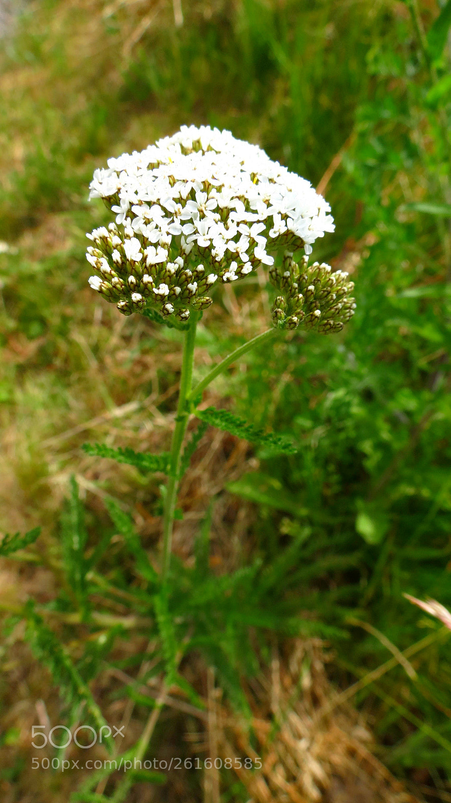 Canon PowerShot SX40 HS sample photo. Achillea millefolium photography