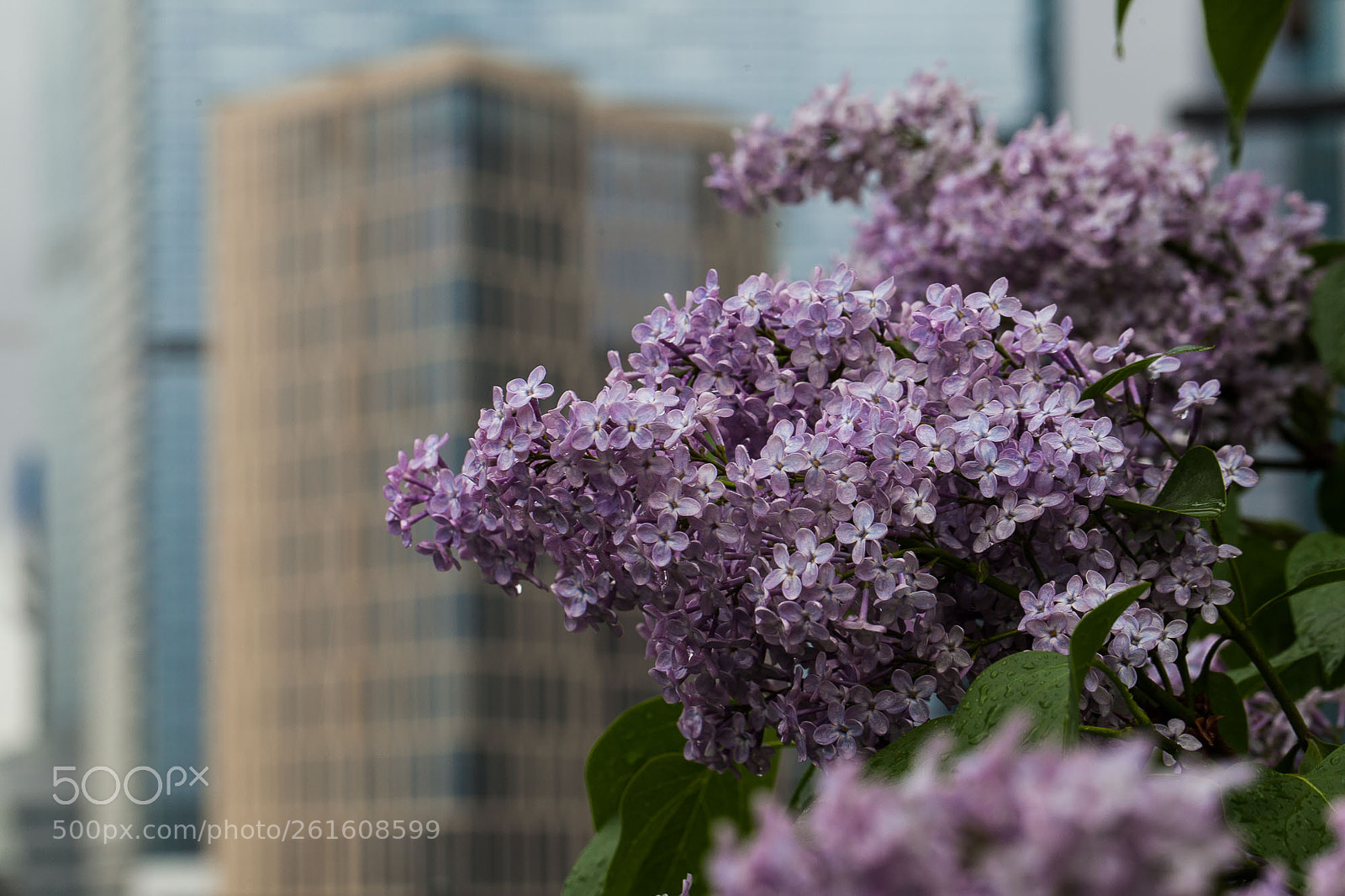 Canon EOS 5D Mark II sample photo. Untitled photography