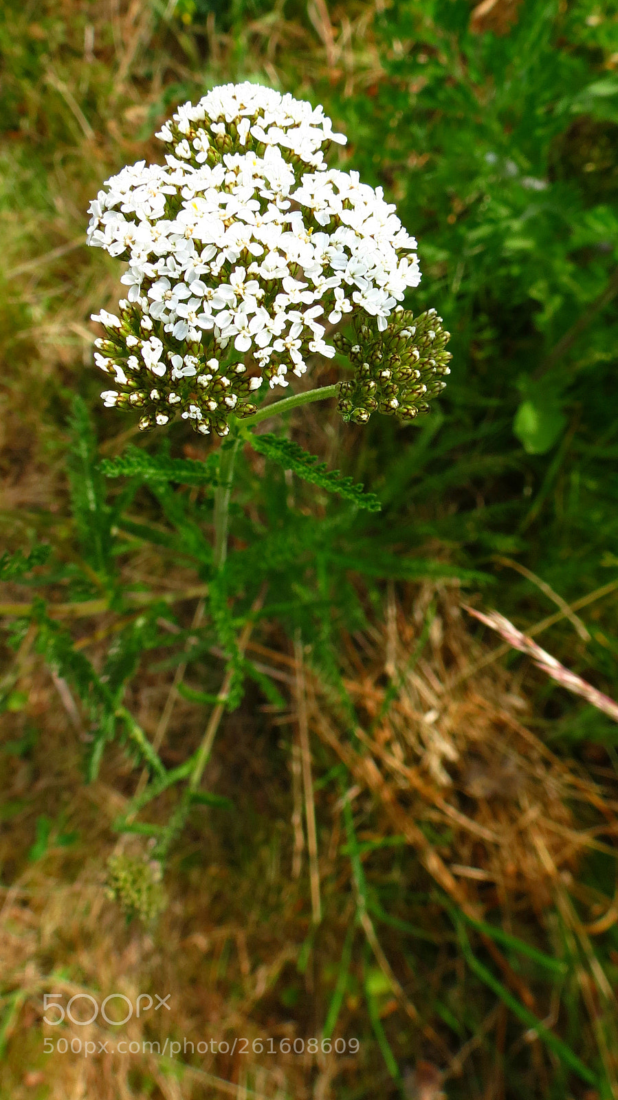 Canon PowerShot SX40 HS sample photo. Achillea millefolium photography