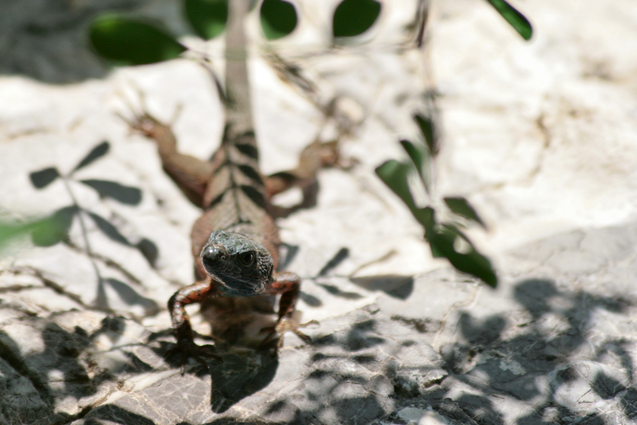 Canon EF 70-300mm F4-5.6 IS USM sample photo. Img photography