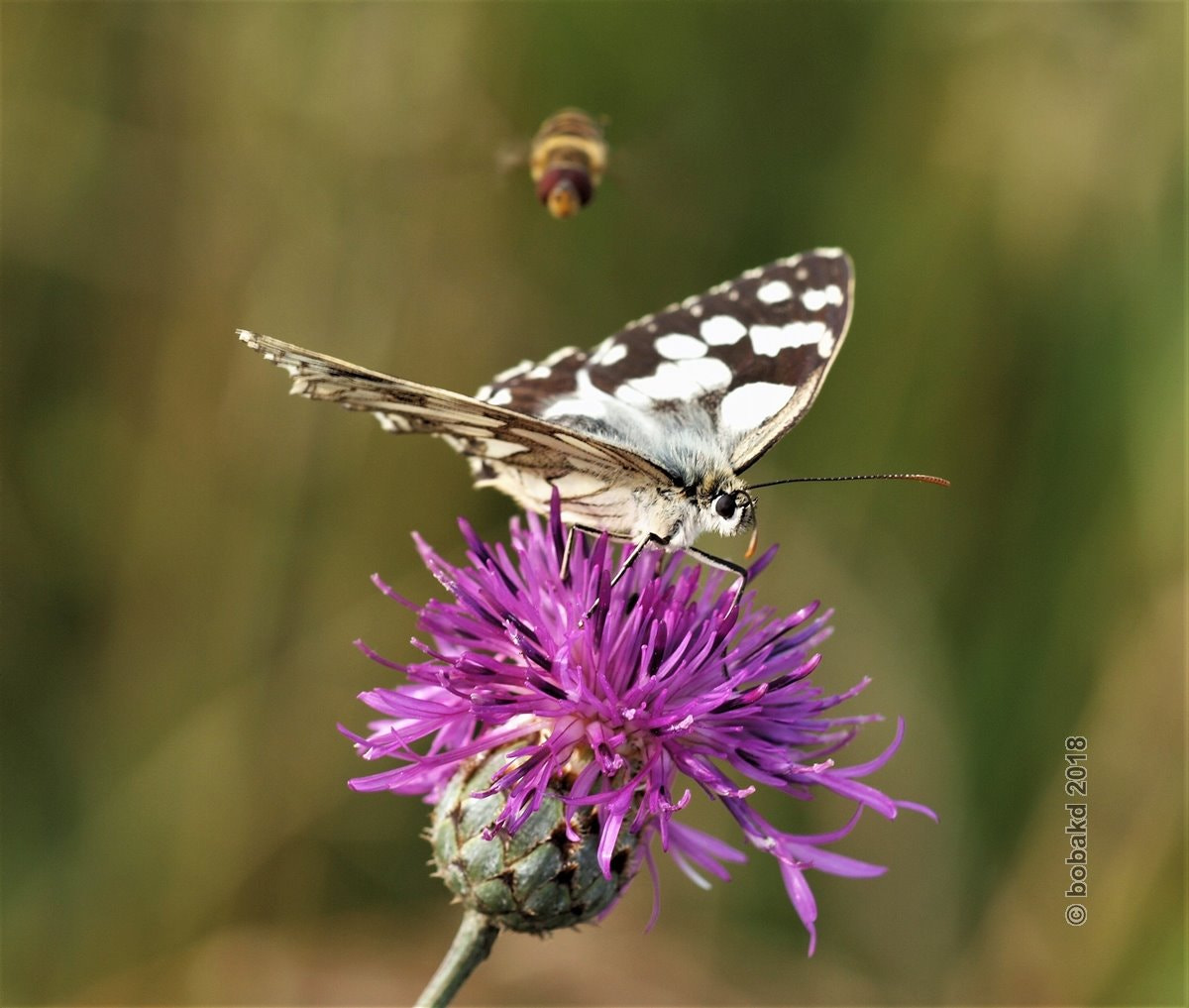 Olympus E-620 (EVOLT E-620) sample photo. Butterfly photography