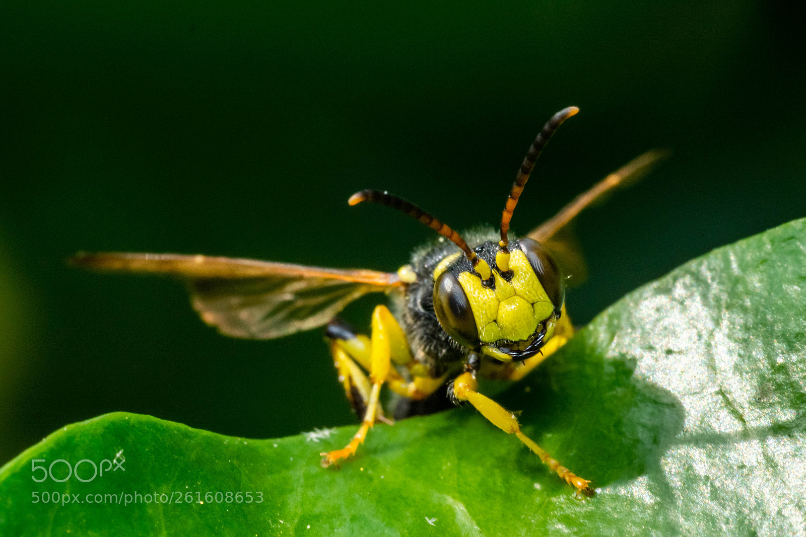Sony a6000 sample photo. Knot wasp photography