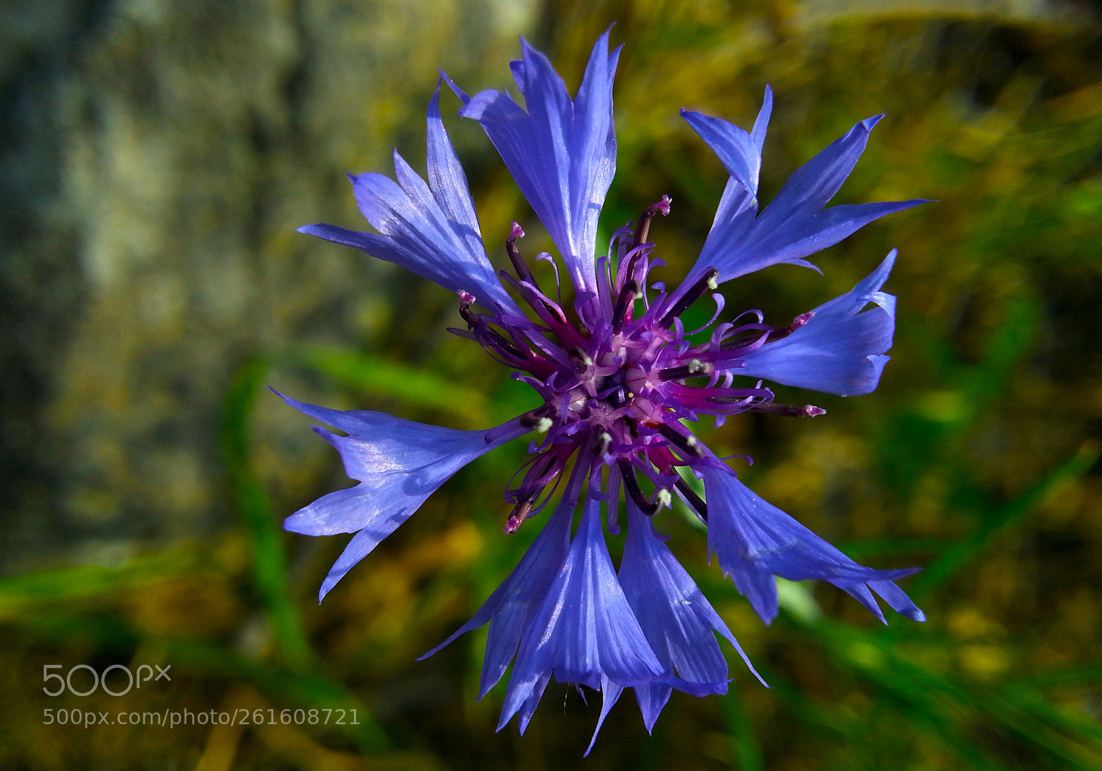 Samsung Galaxy Note2 sample photo. Flower photography