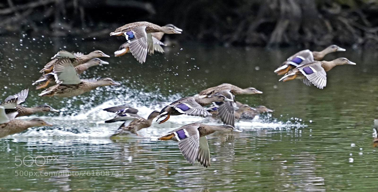 Sony a7R II sample photo. Duck in motion photography