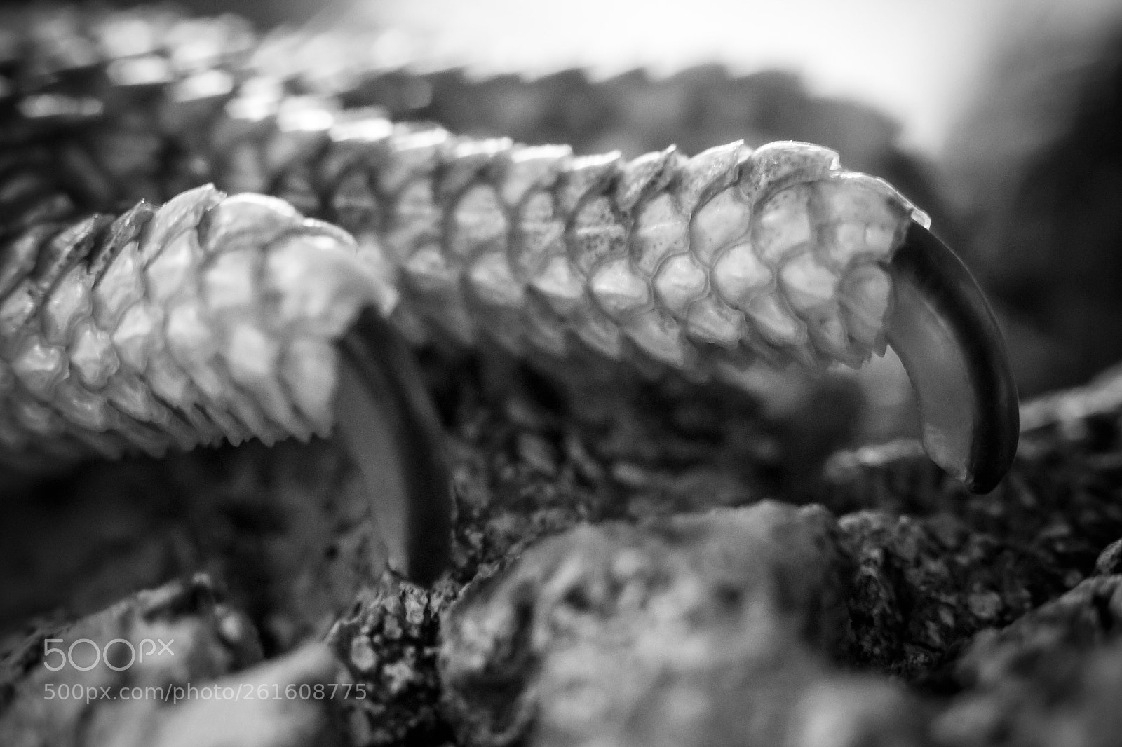 Canon EOS 650D (EOS Rebel T4i / EOS Kiss X6i) sample photo. Dragon claws (160/365) photography