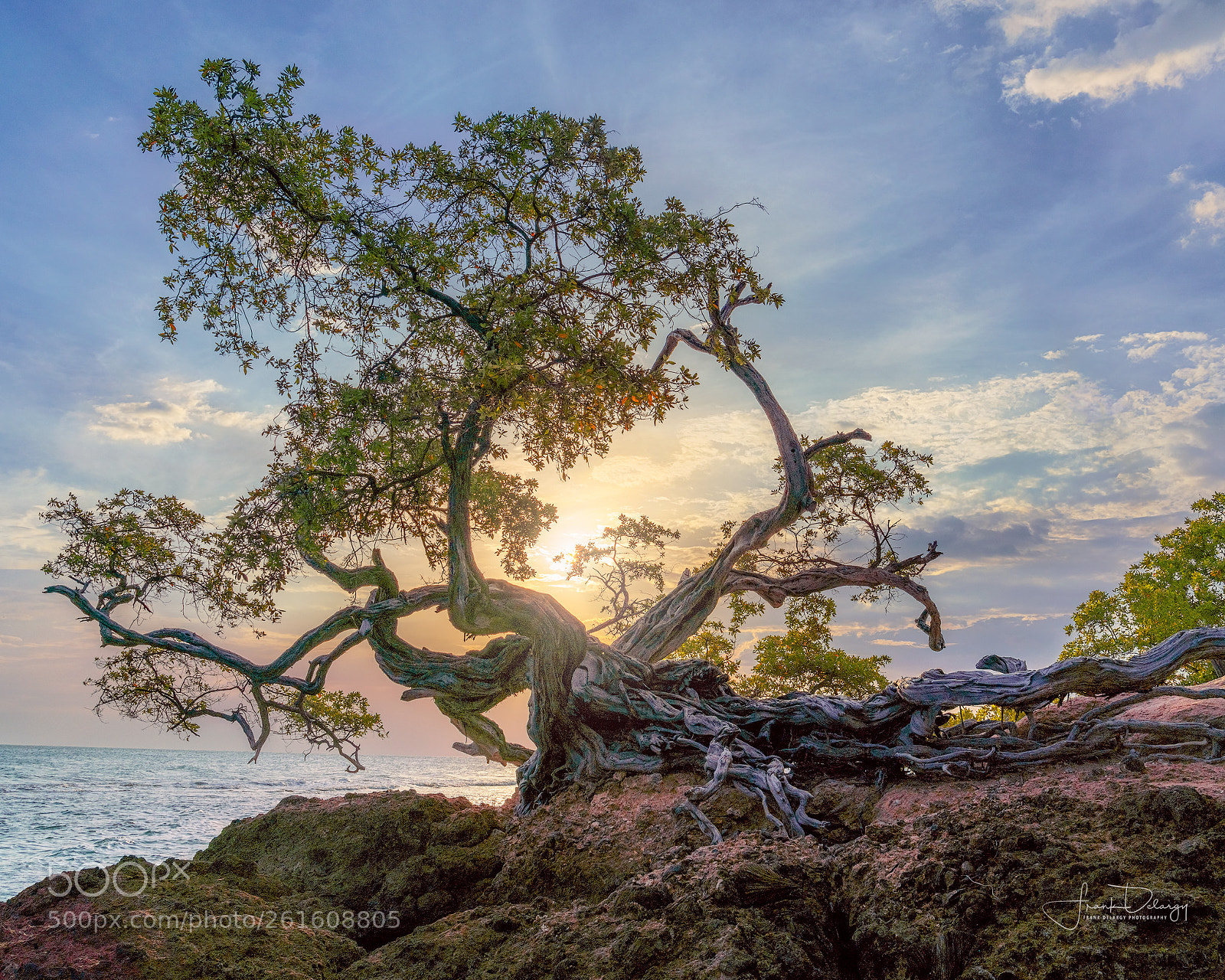 Sony a7R III sample photo. Buttonwood tree photography