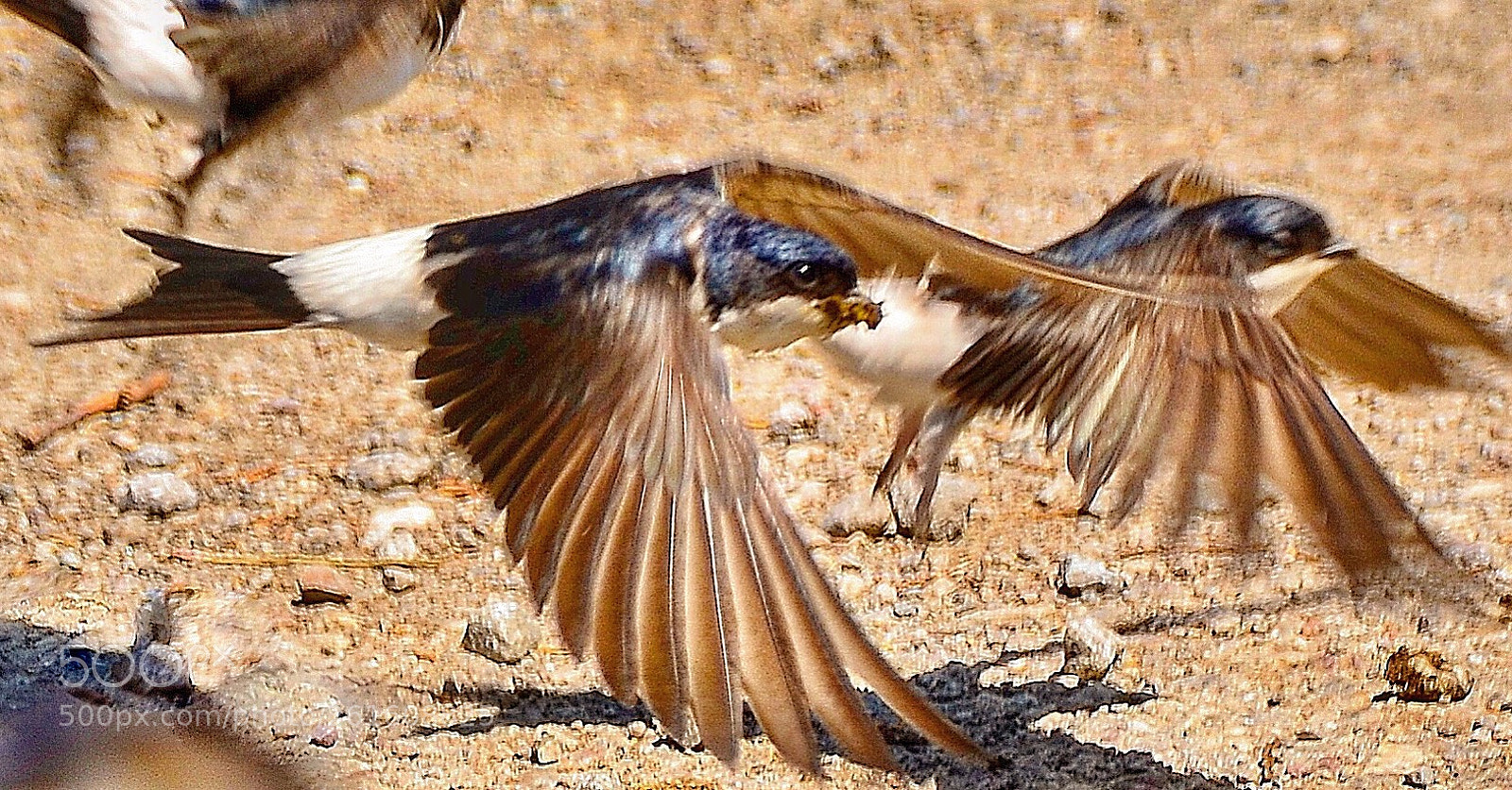 Nikon D7000 sample photo. The couple of swallow photography