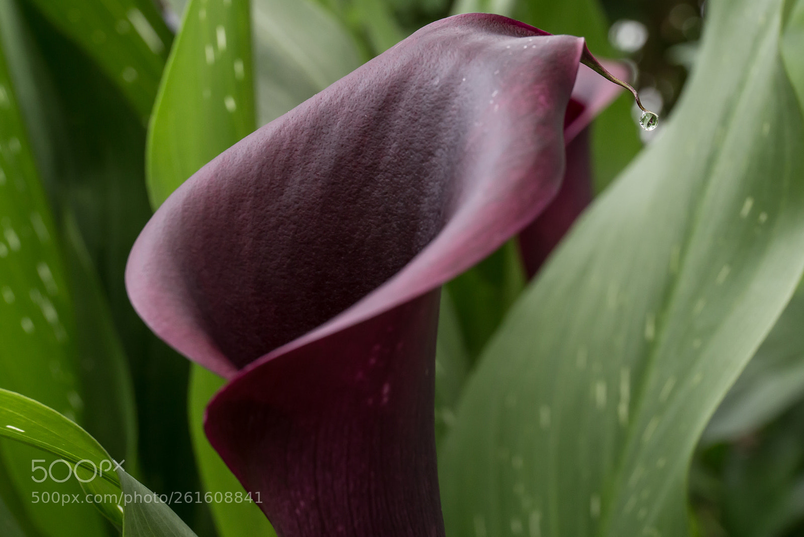 Canon EOS 6D sample photo. One drop photography