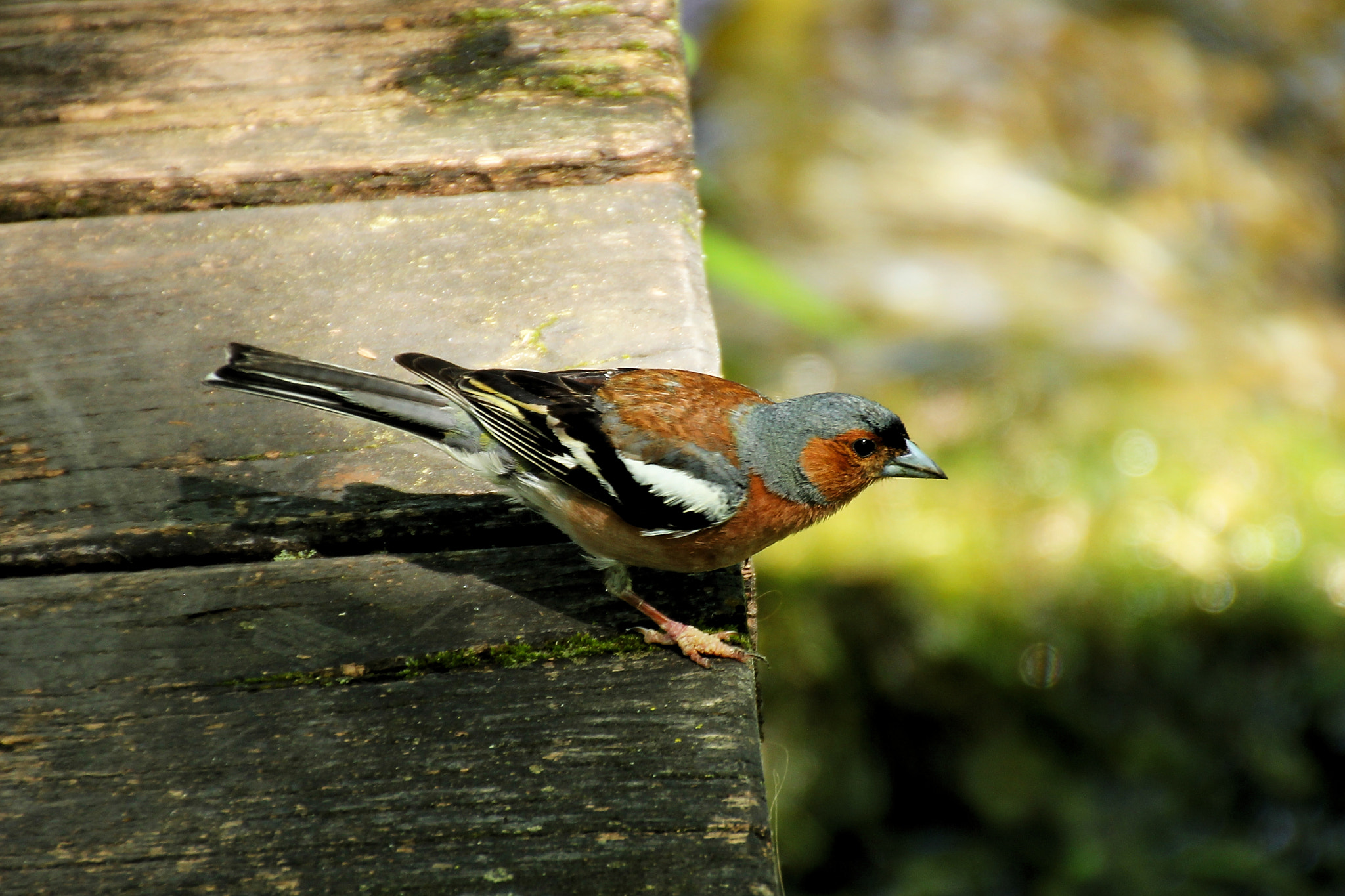 Canon EOS 60D sample photo. Img photography