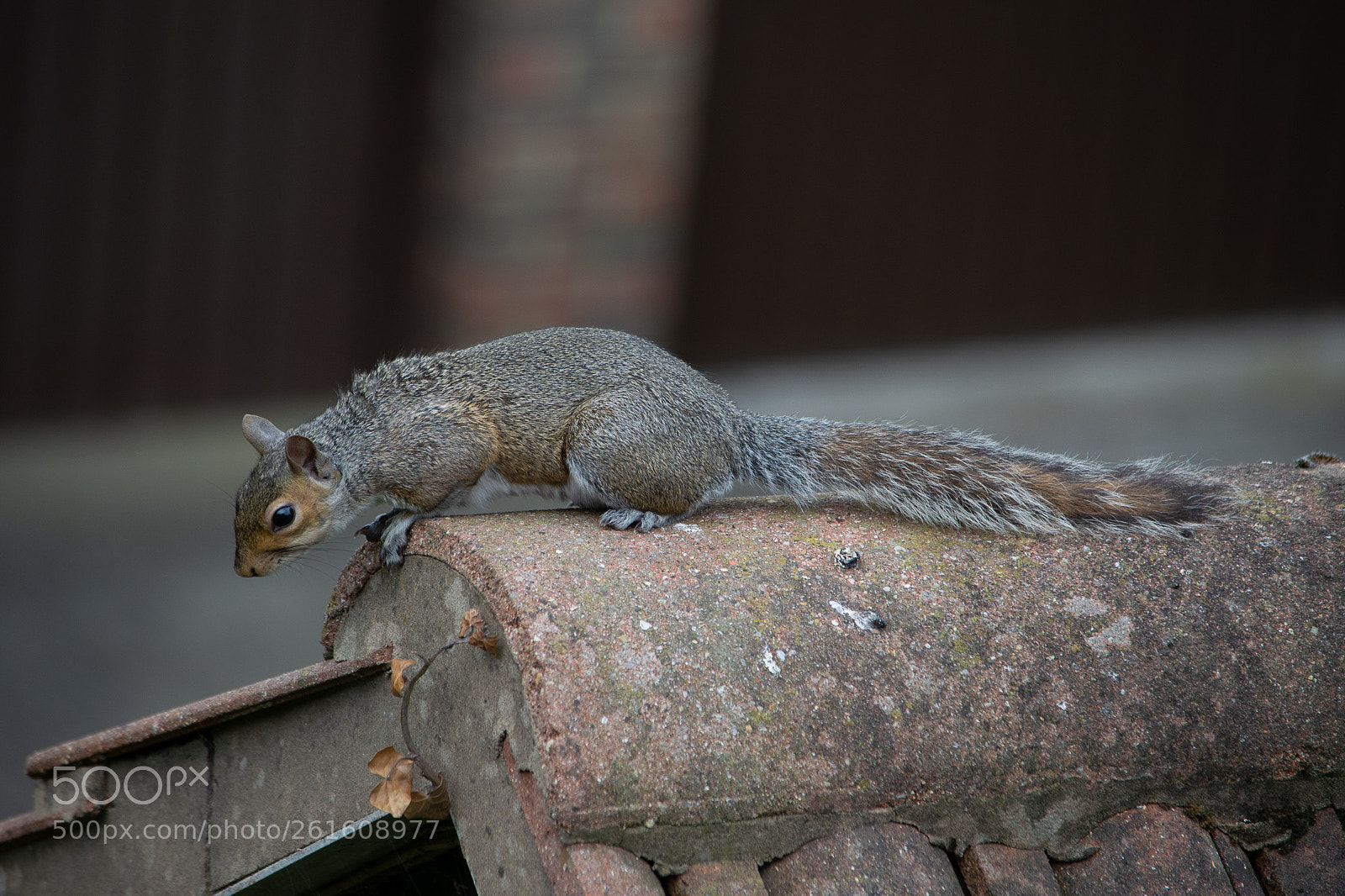 Nikon D3300 sample photo. Nikon d3300 photography