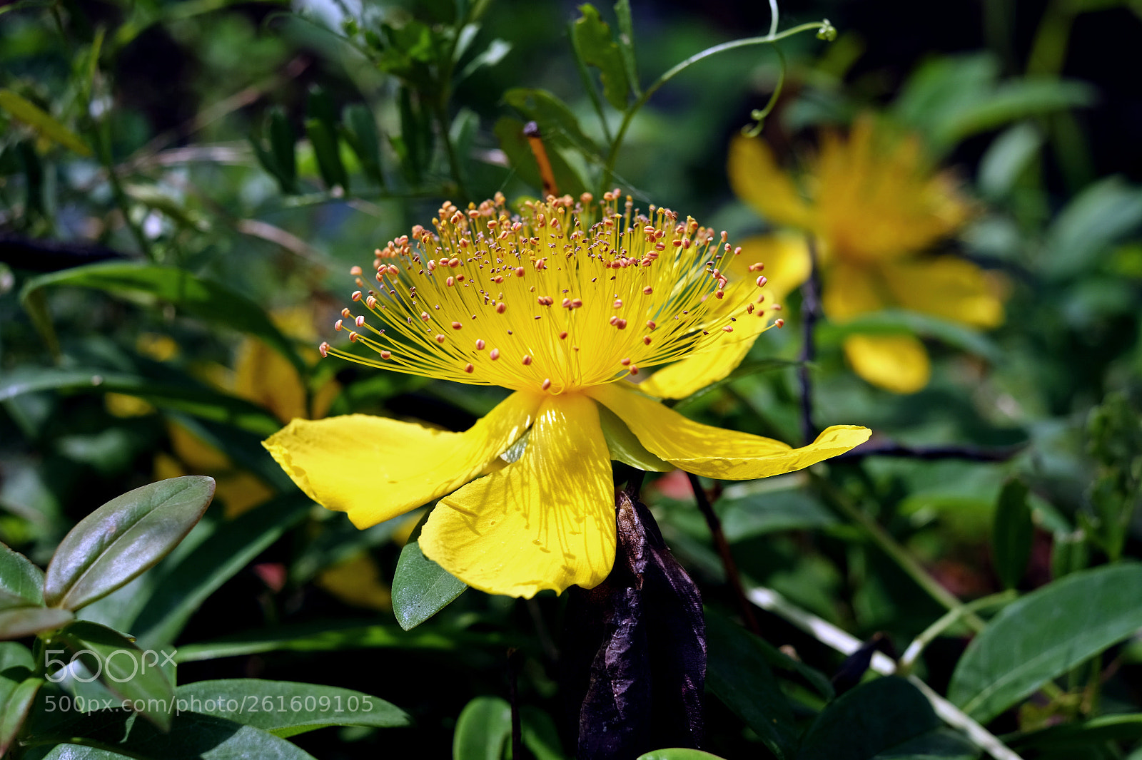 Fujifilm X-T10 sample photo. A bit of yellow photography
