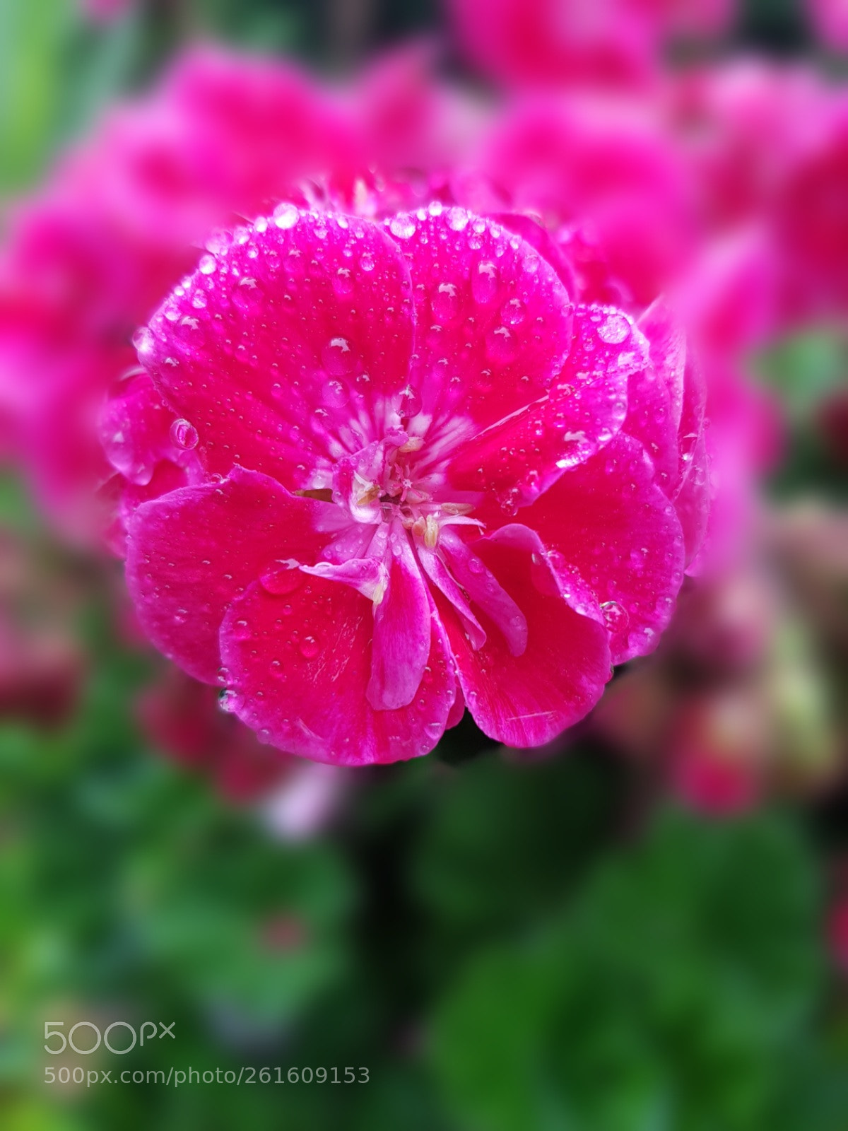 Samsung Galaxy S8 sample photo. Flower poppy photography