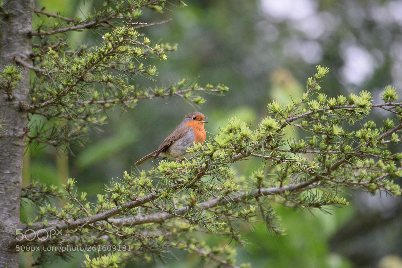 Nikon D3300 sample photo. Nikon d3300 photography