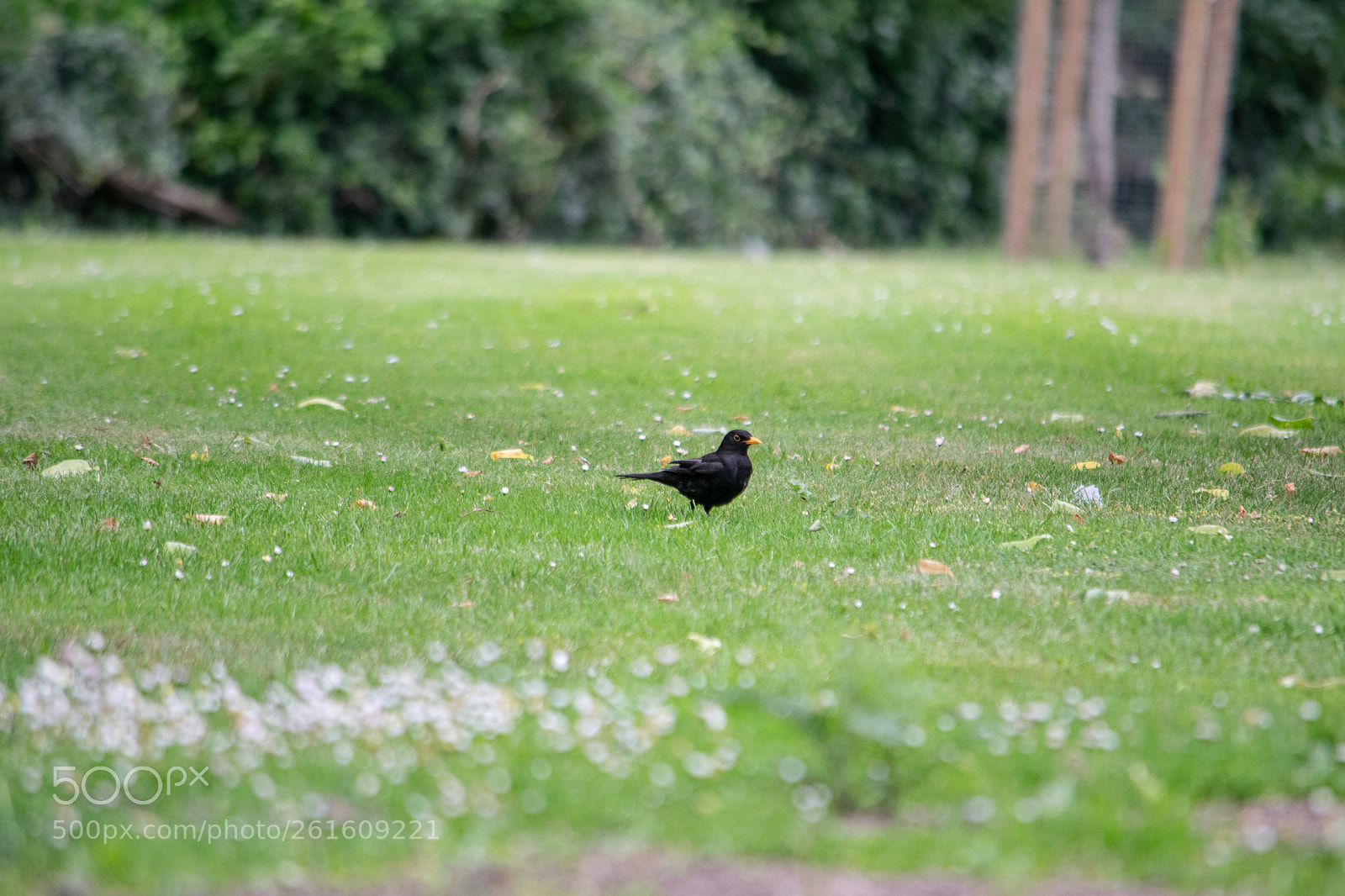 Nikon D3300 sample photo. Nikon d3300 photography