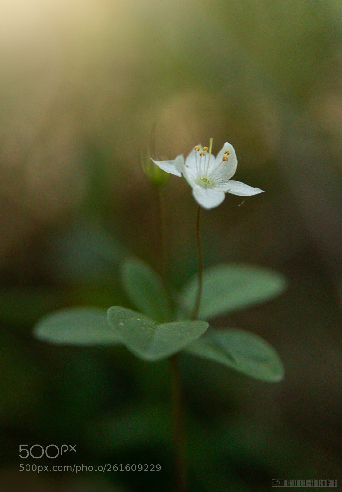 Sony ILCA-77M2 sample photo. Untitled photography