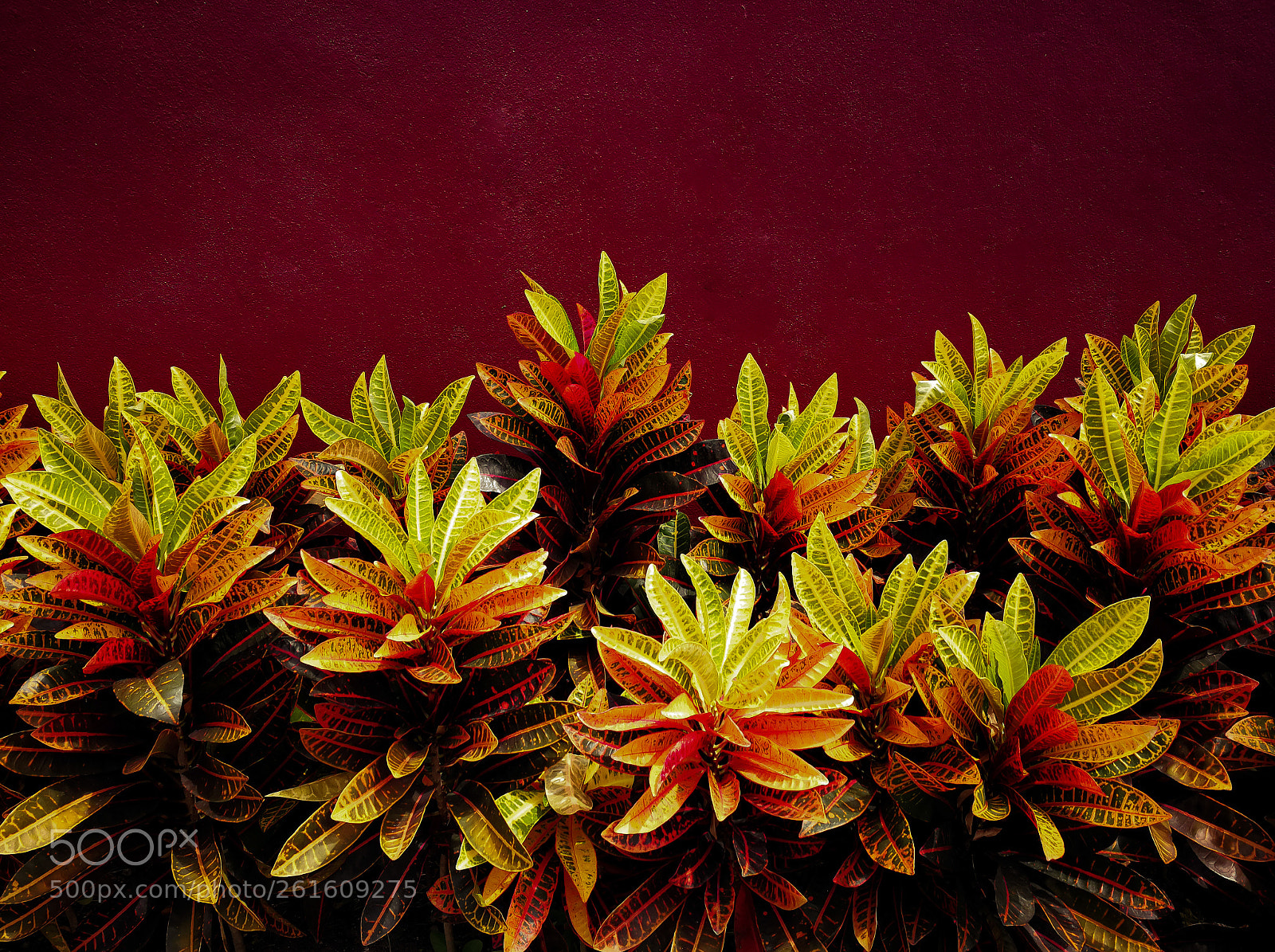 HUAWEI P10 sample photo. Yellow flowers red wall photography