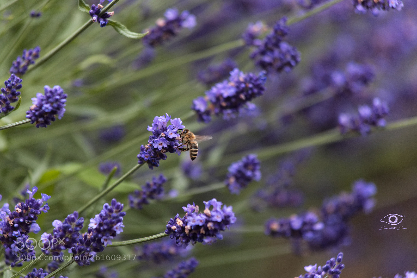 Canon EOS 6D sample photo. Be(e) working! photography