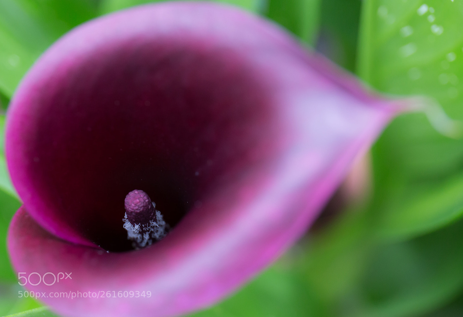 Canon EOS 6D sample photo. Lilac photography