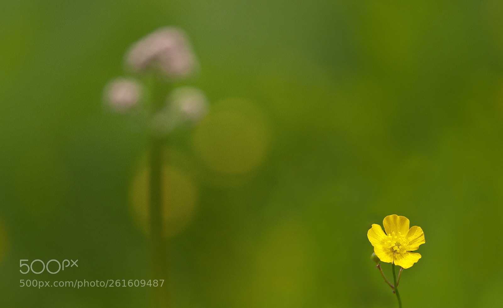 Nikon D700 sample photo. Buttercup photography