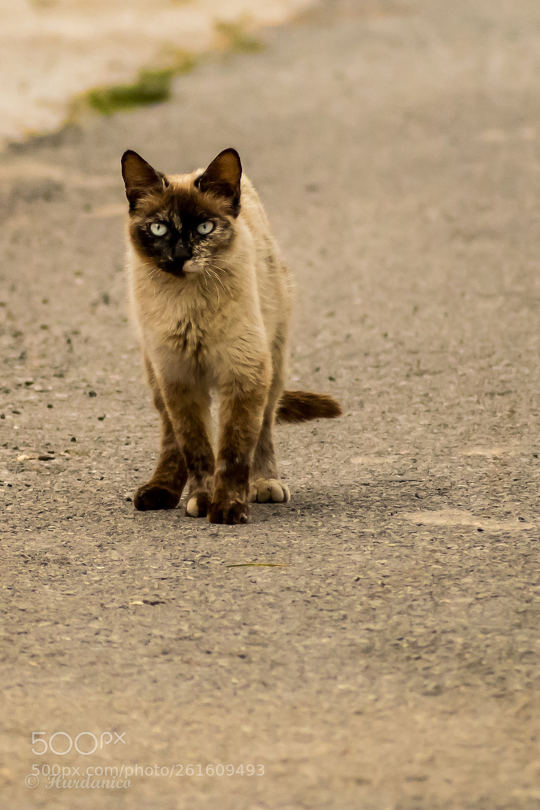 Nikon D5300 sample photo. D'artagnan photography