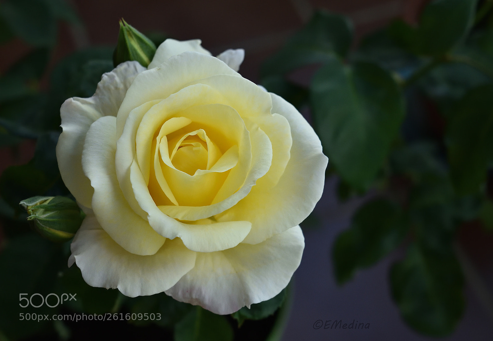 Nikon D5500 sample photo. Pétalos photography