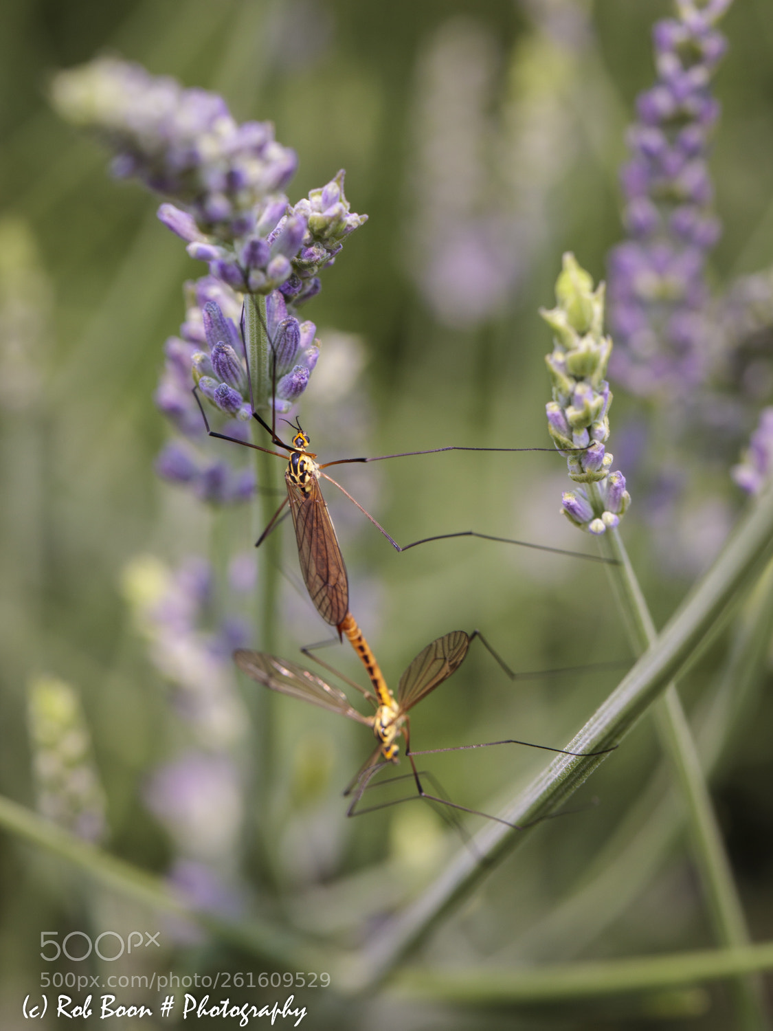 Canon EOS 5DS sample photo. Insect photography