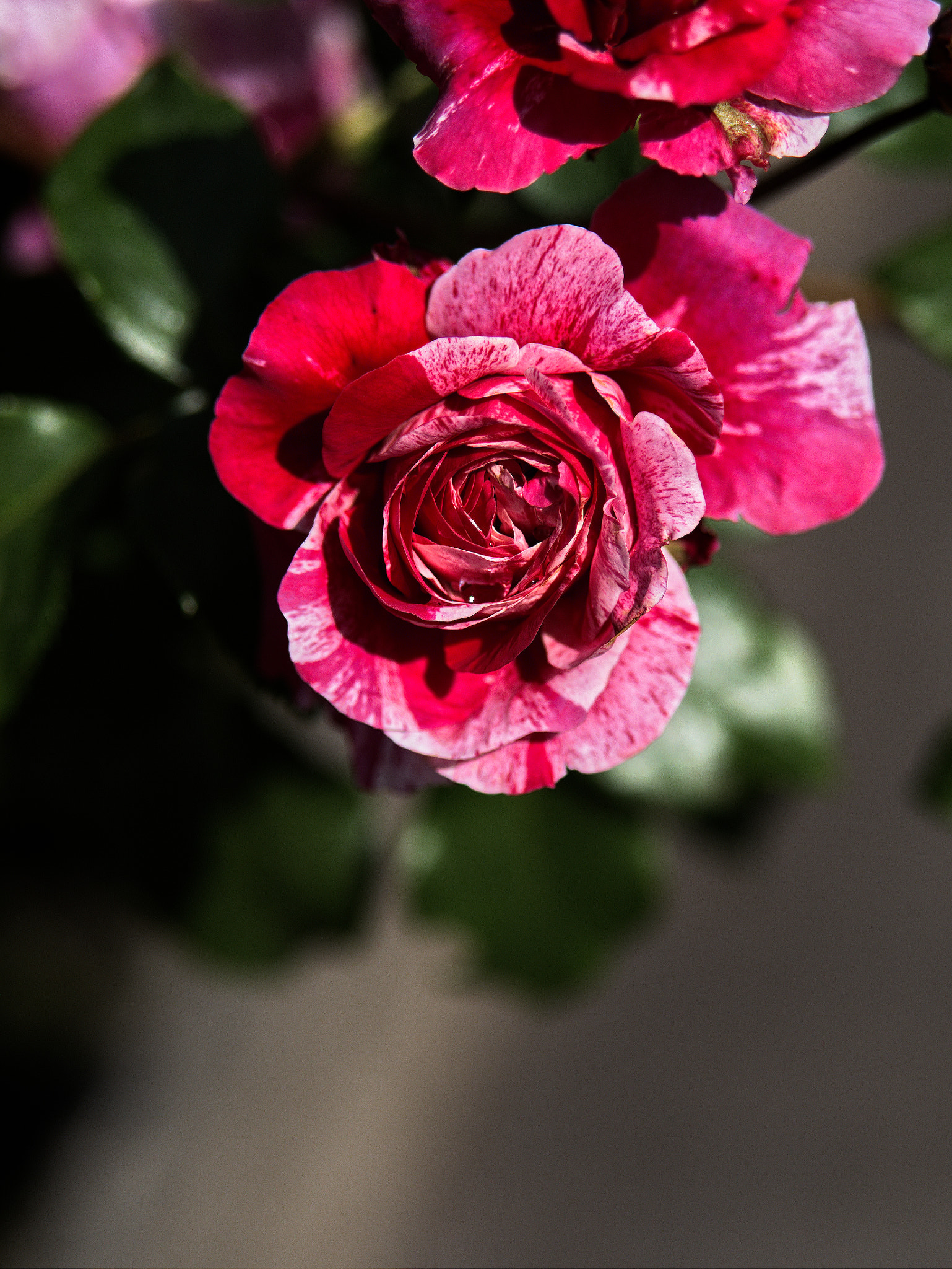 Panasonic Lumix DC-GX9 sample photo. Complexité des choses simples photography