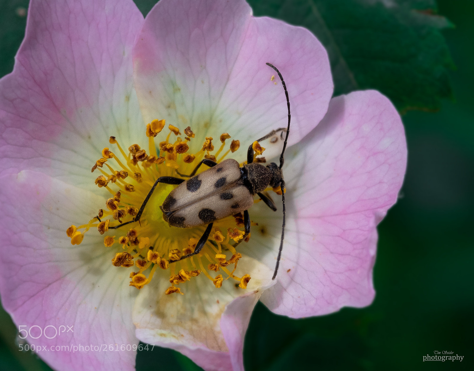 Fujifilm X-T20 sample photo. Blossom and bug photography