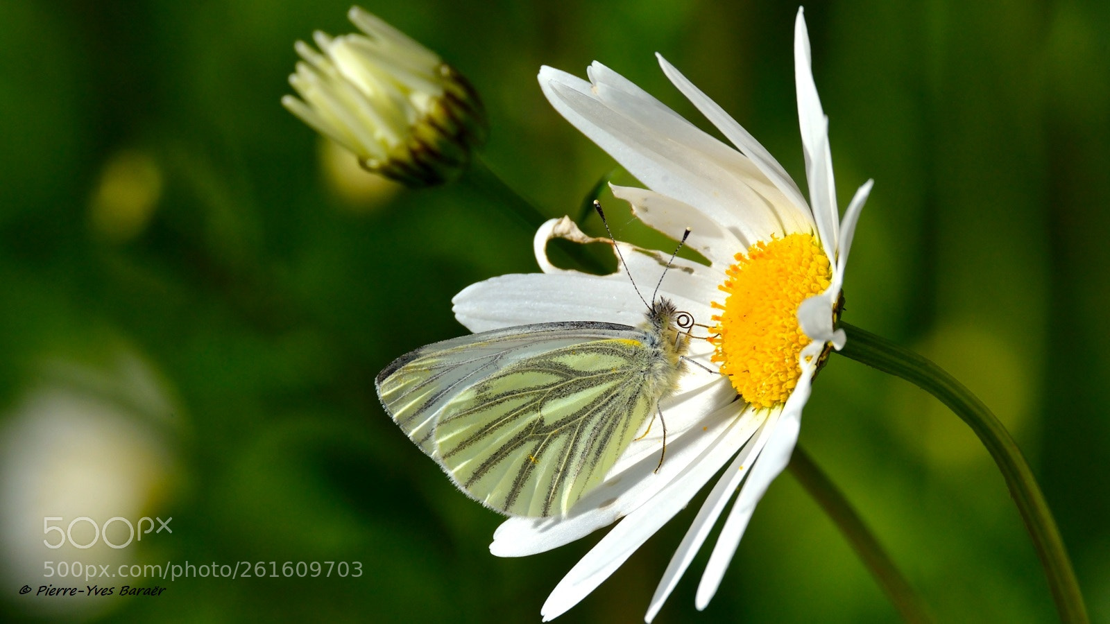 Nikon D800 sample photo. Green-veined white on a photography