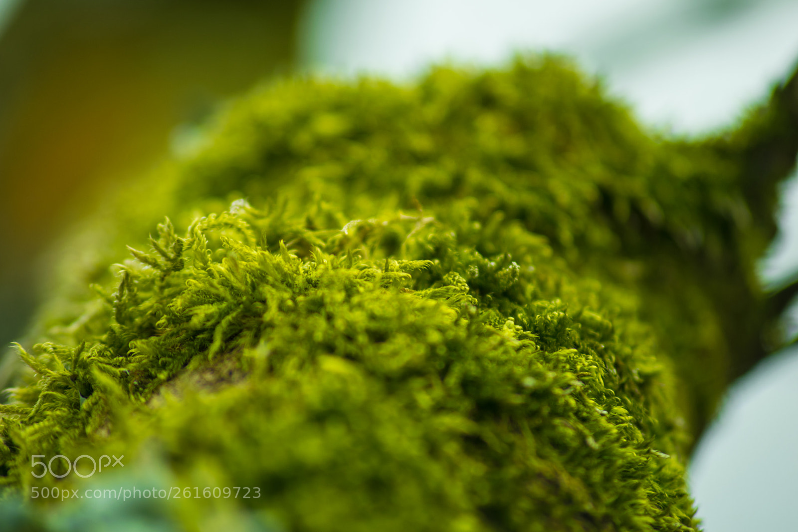Nikon D3300 sample photo. Mossy photography