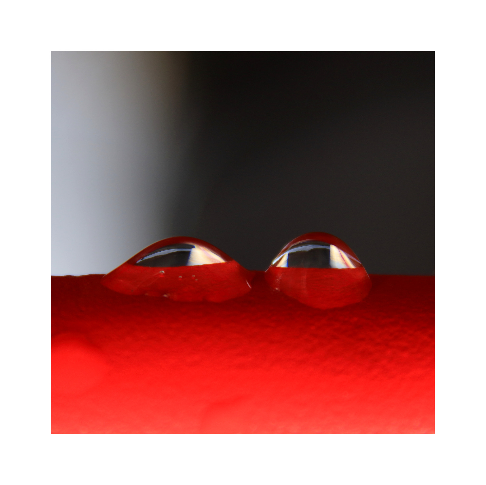 Canon EOS 7D Mark II sample photo. Drops of rain looking like a frog photography