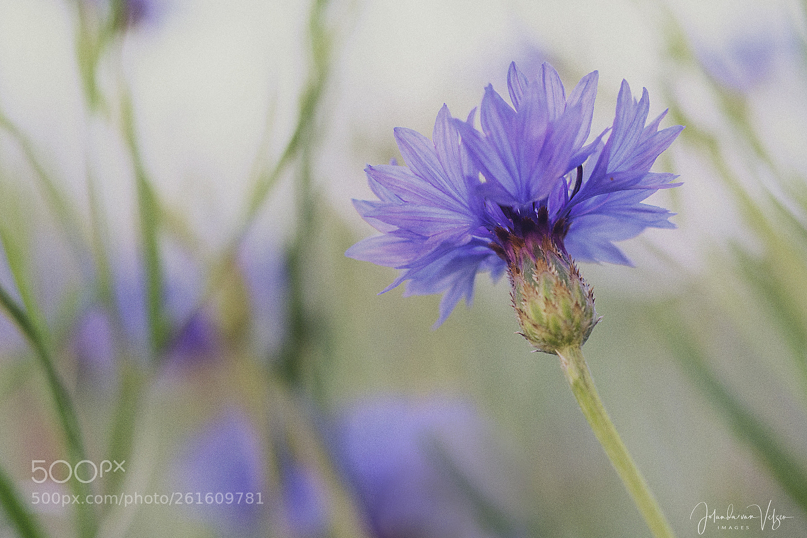 Olympus OM-D E-M10 sample photo. Cornflowers in the evening photography