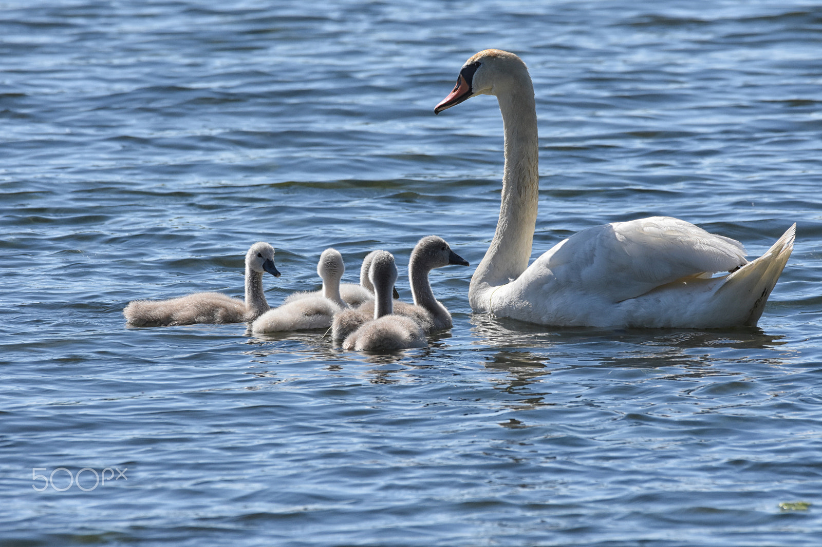 Nikon D7200 + Sigma 150-600mm F5-6.3 DG OS HSM | C sample photo. Swan family photography