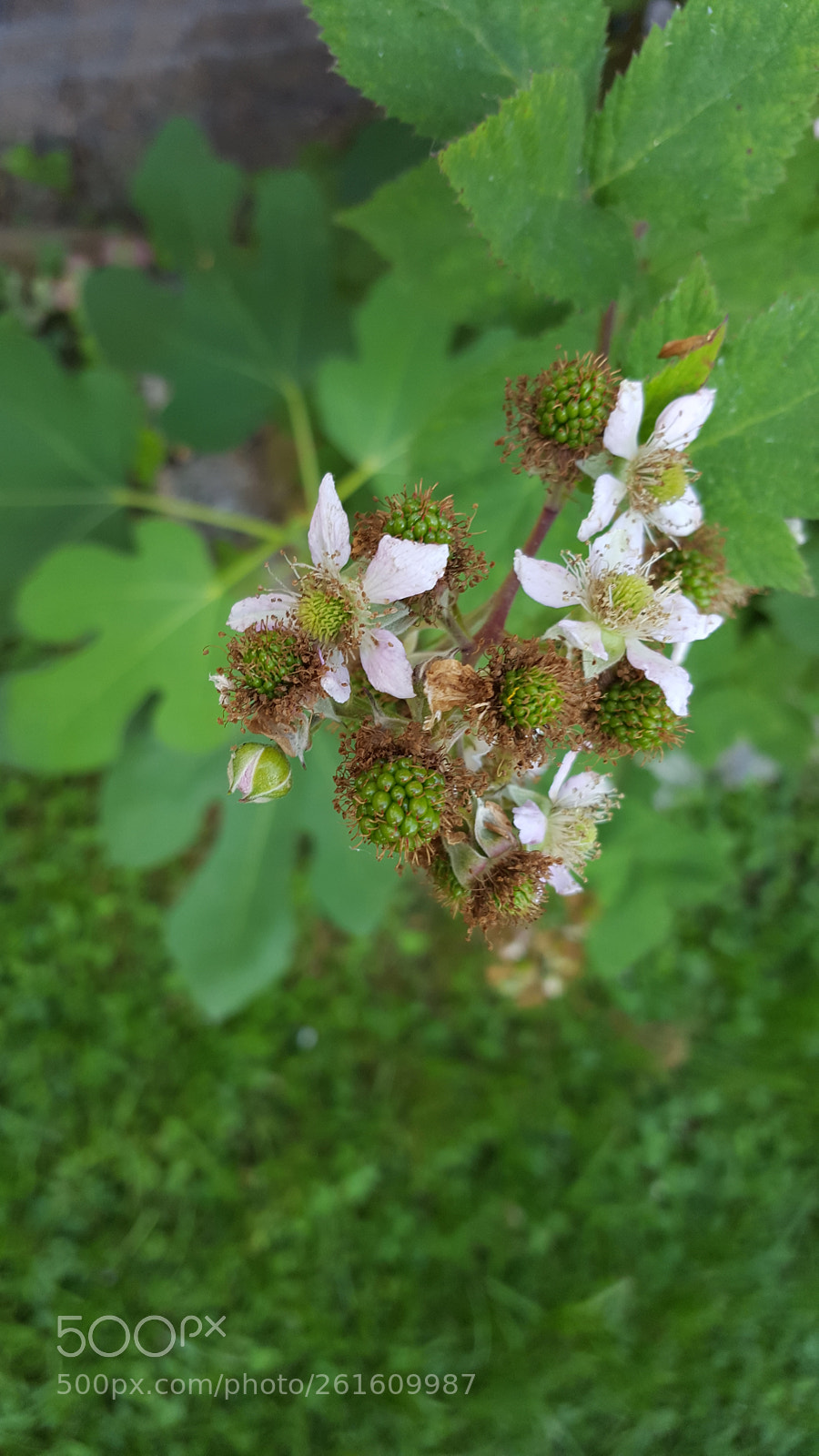 Samsung Galaxy S6 sample photo. Brombeeren photography