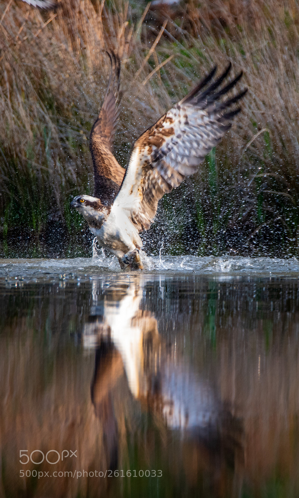 Nikon D750 sample photo. Early morning reflective bath. photography