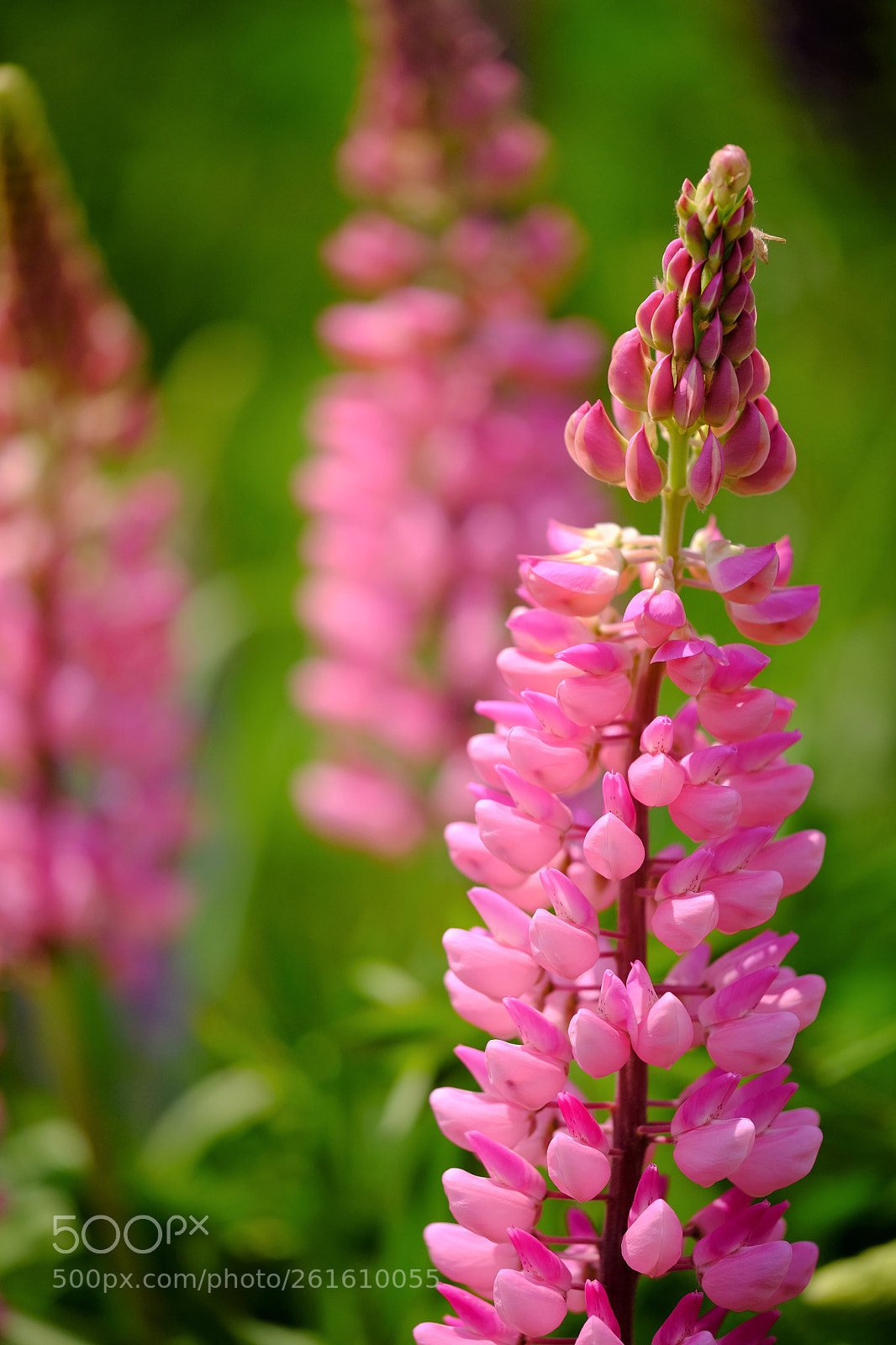 Fujifilm X-T10 sample photo. Lupine pink photography