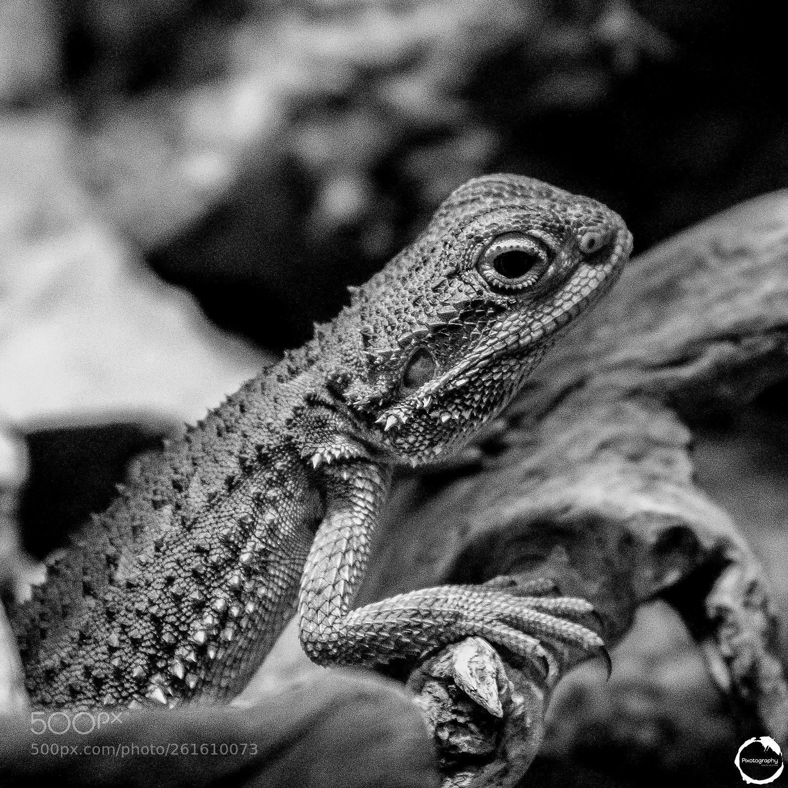 Fujifilm X100F sample photo. Lizard photography