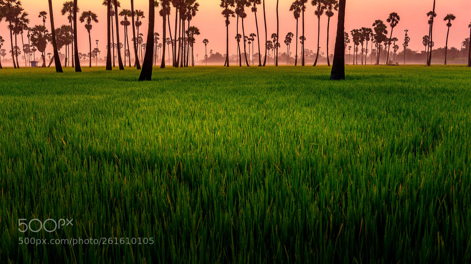 Nikon D810 sample photo. Morning light and rice photography
