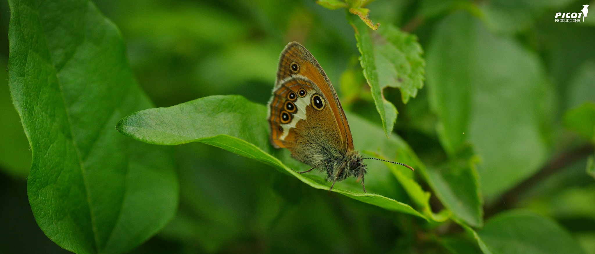 Pentax K10D sample photo. Bora tosca - la garrotxa. photography