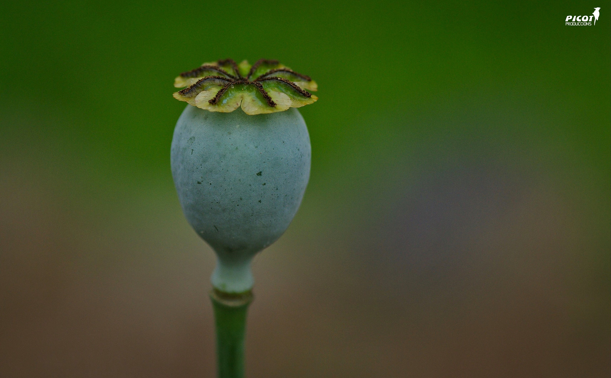 Pentax K10D + Tamron SP AF 90mm F2.8 Di Macro sample photo. Parc nou - la garrotxa. photography