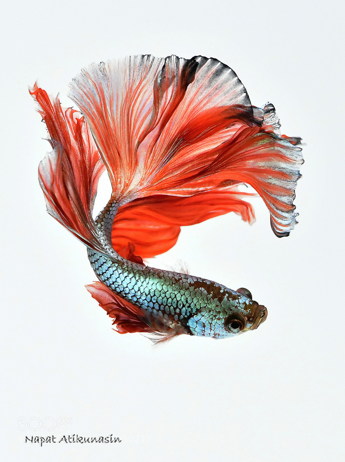 Nikon D850 sample photo. Dsc photography