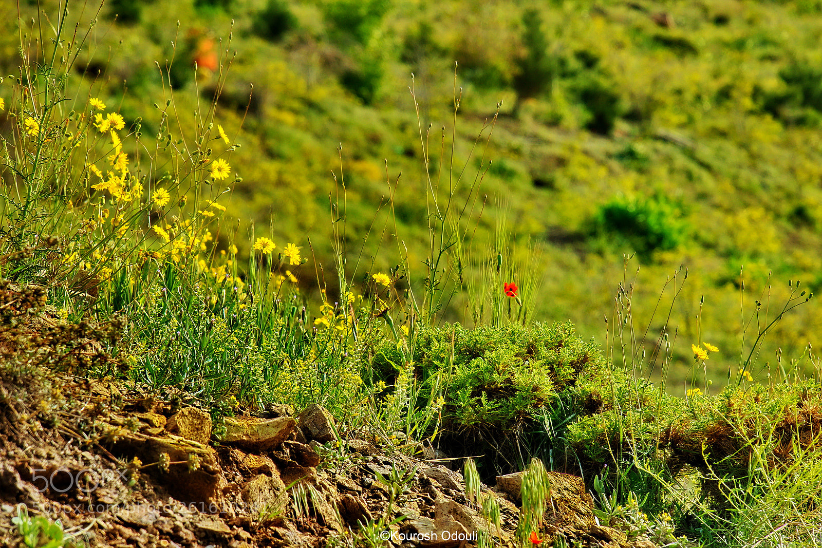 Canon PowerShot G3 X sample photo. Spring in tochal, tehran. photography