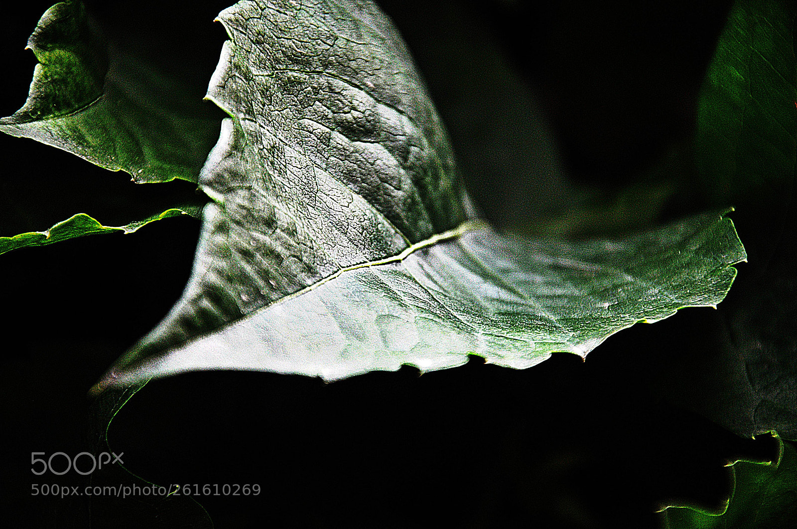 Nikon D90 sample photo. A photography
