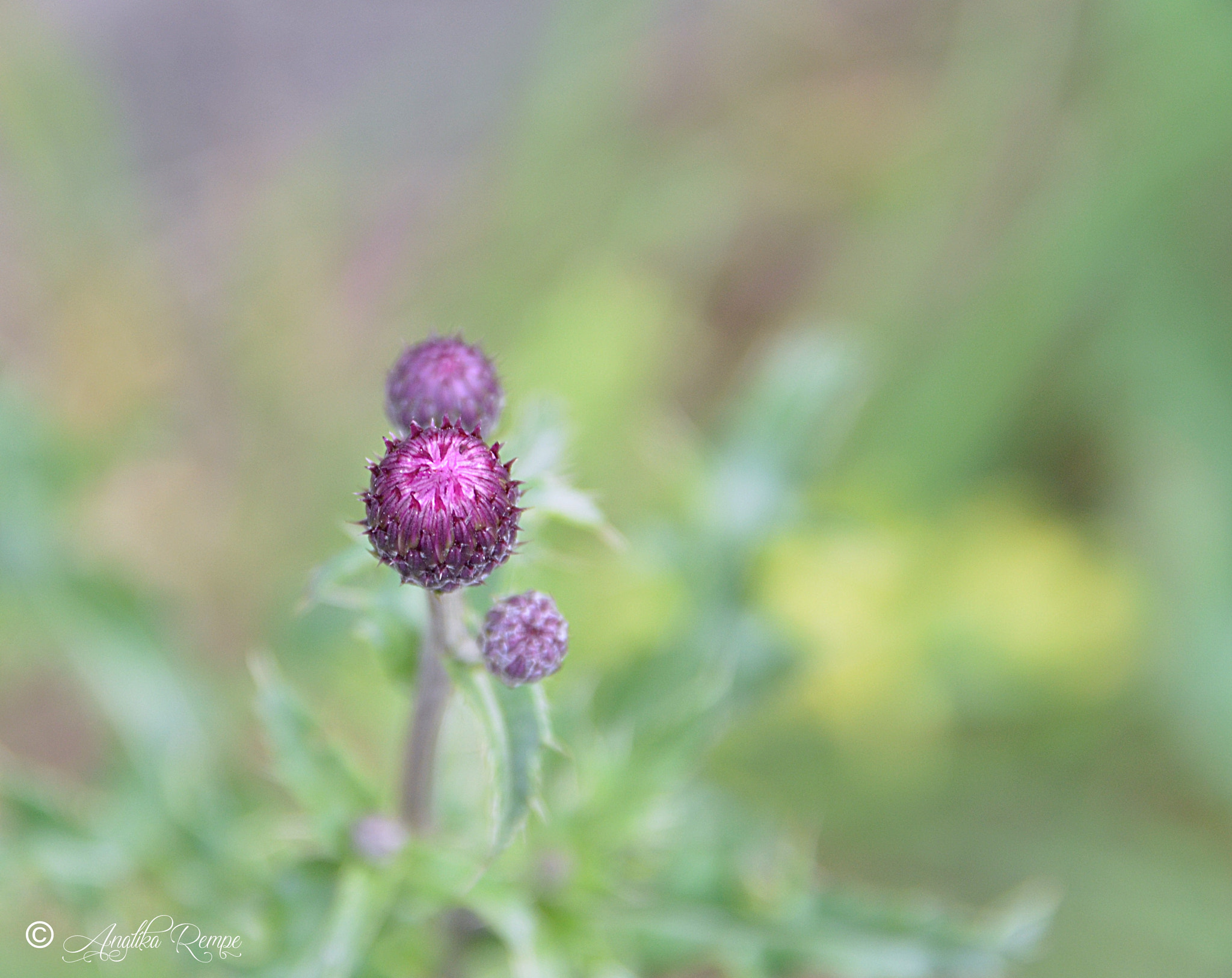 Nikon D5100 sample photo. Distel ll photography