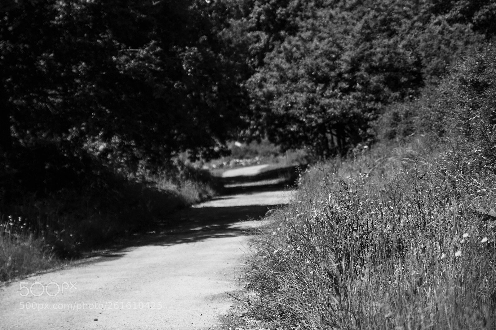 Canon EOS 650D (EOS Rebel T4i / EOS Kiss X6i) sample photo. Focus walk (161/365) photography