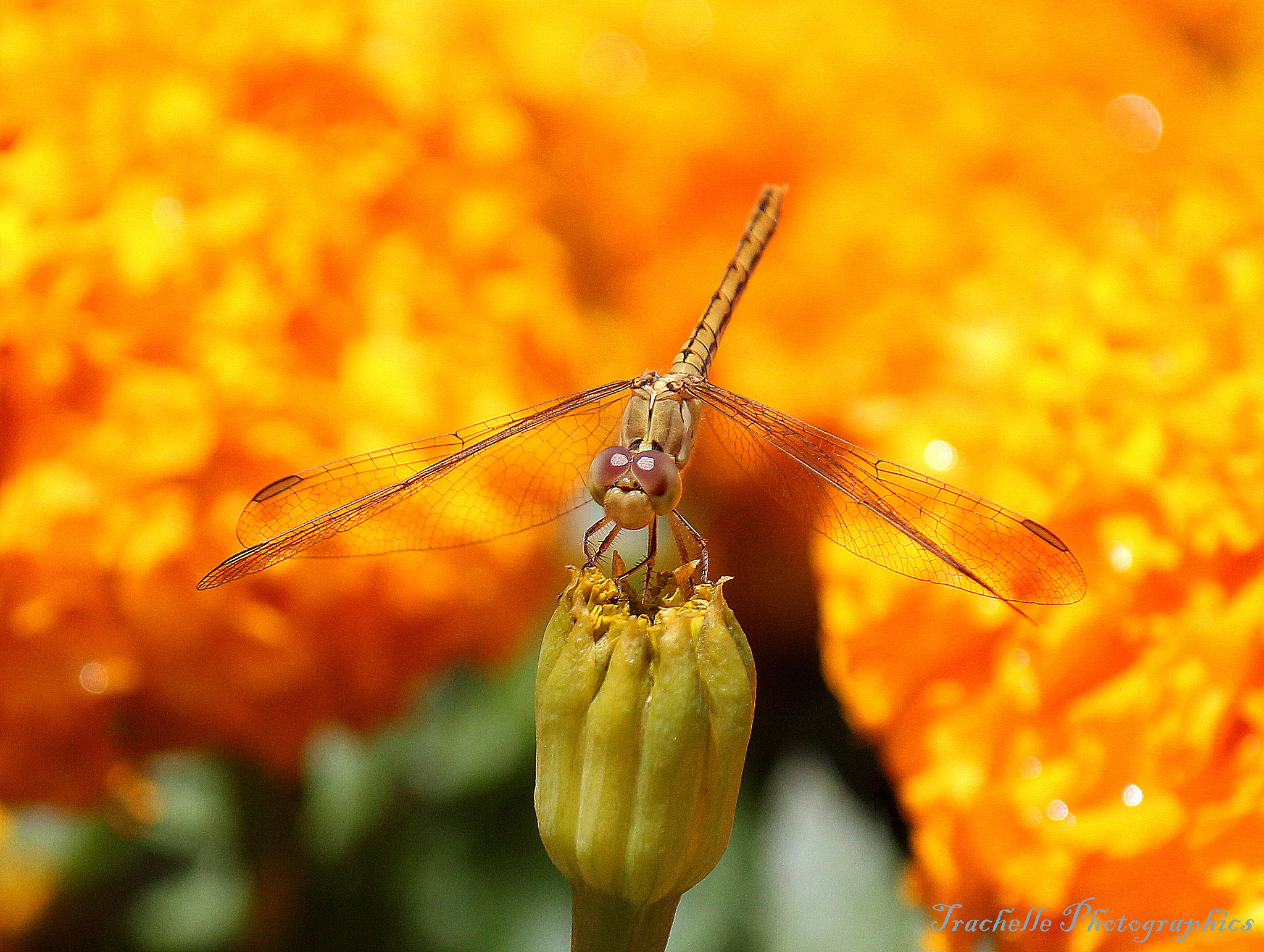 Canon EOS 60D + Canon EF-S 55-250mm F4-5.6 IS sample photo. Dragonfly dreaming photography