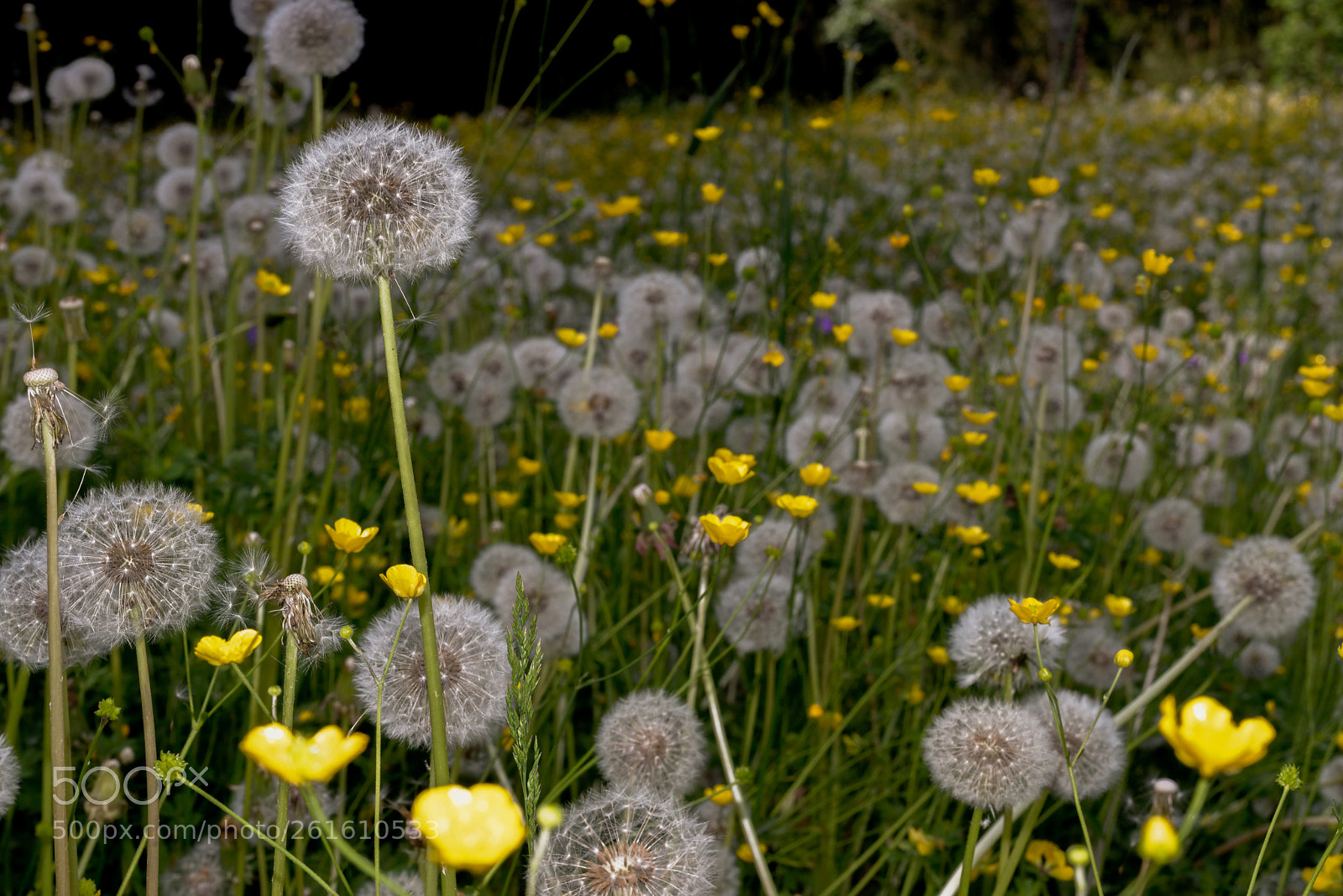 Nikon D610 sample photo. Natural flowers photography